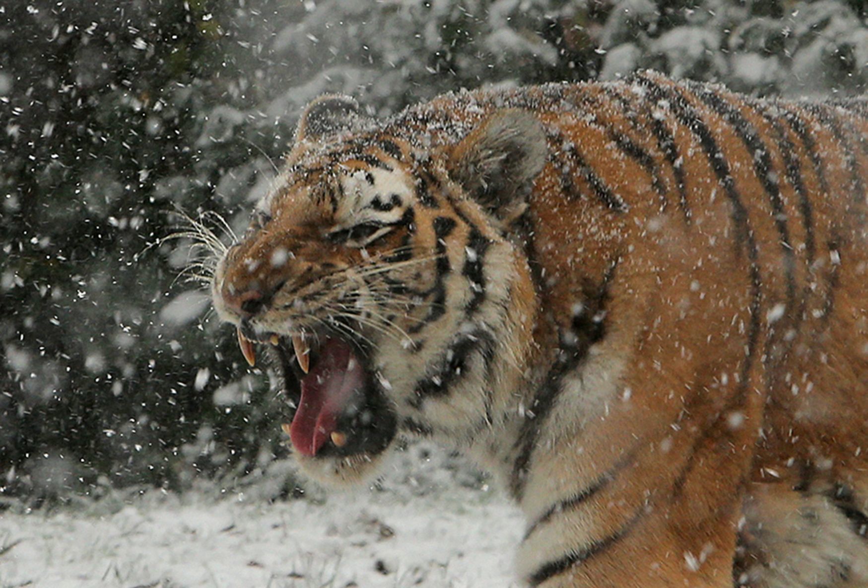 First snow covers the Zoo